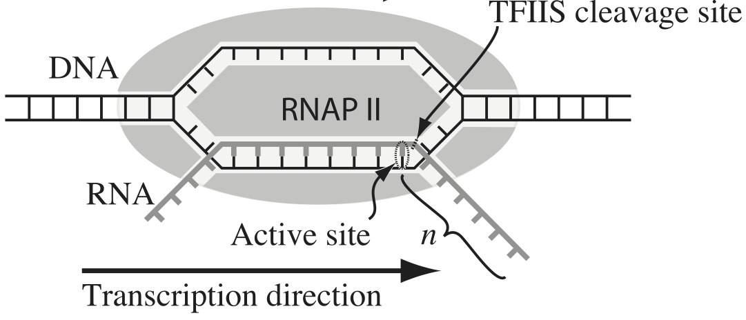 Schematic of a pausing RNAP from Depken, et al., *Biophys. J.*, **96**, 2189-2193, 2009