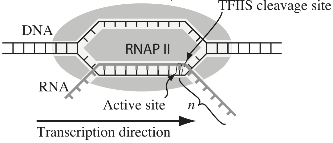 RNAP pause