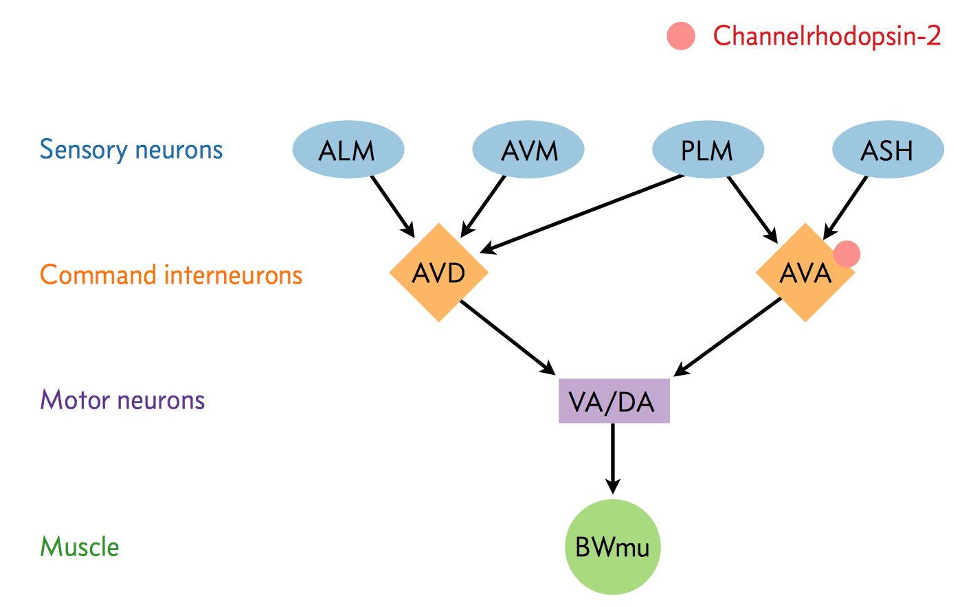 Reversal neural network